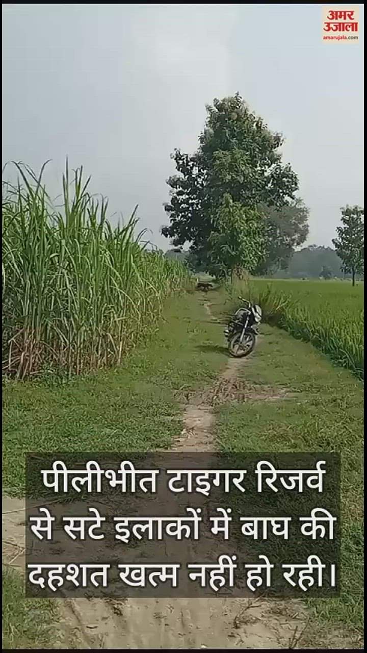 VIDEO : पीलीभीत टाइगर रिजर्व से सटे इलाकों में बाघ का आतंक, ग्रामीणों ने खेतों पर जाना छोड़ा
