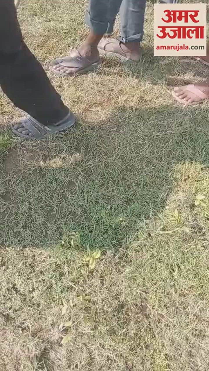 VIDEO : अजगर ने निगला जंगली जानवर, सांप के पेट को देख हर कोई रह गया दंग