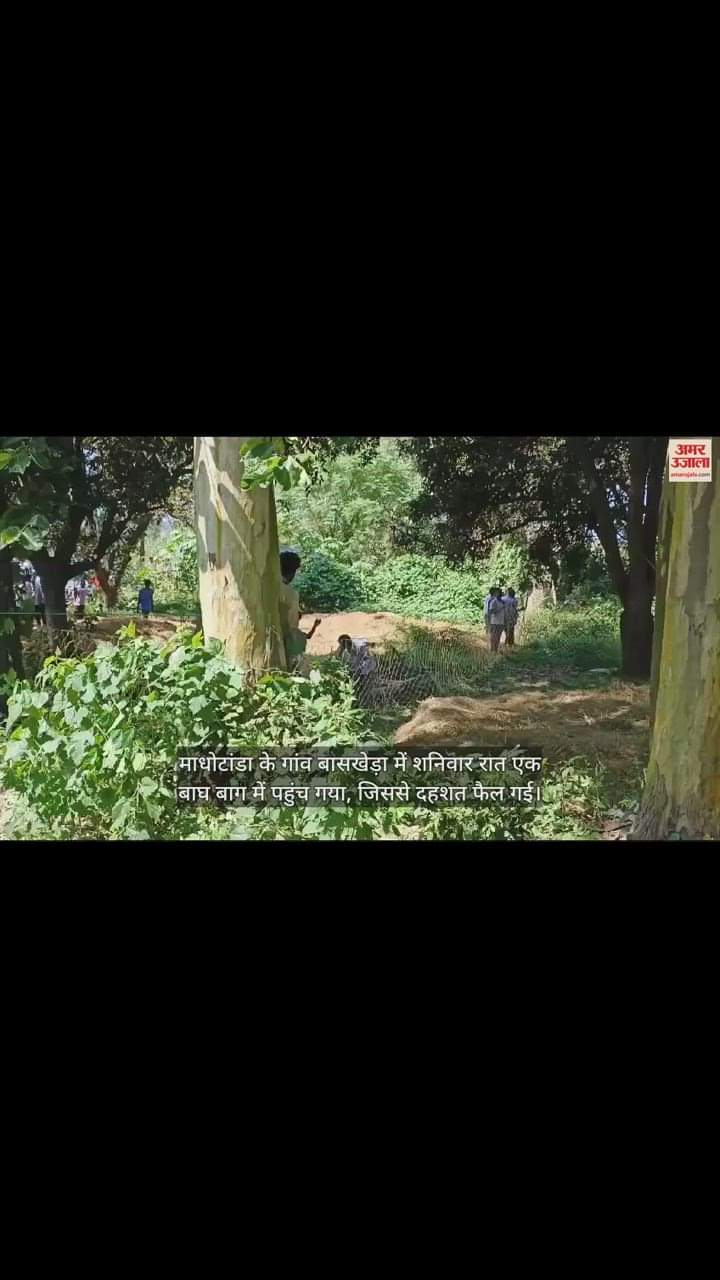 VIDEO : बाग में बाघ... गांव में दहशत, पकड़ने के लिए चारों तरफ लगाया गया जाल