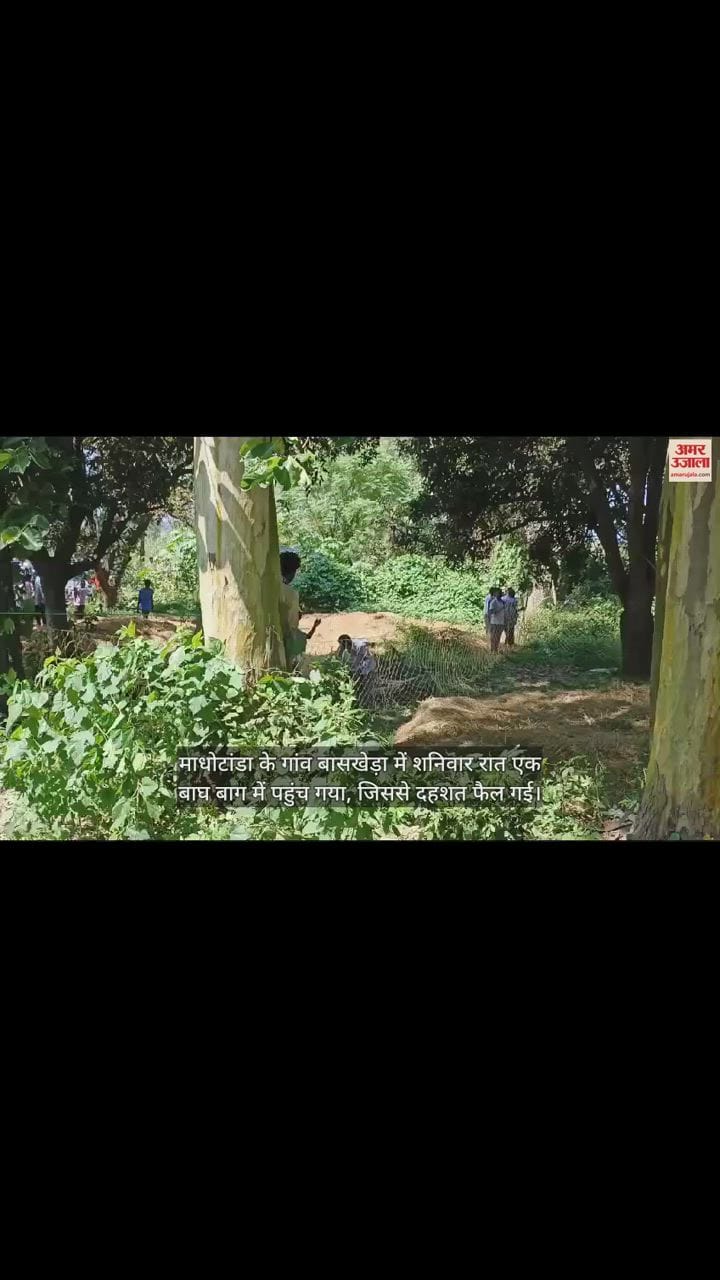 VIDEO : बाग में बाघ... गांव में दहशत, पकड़ने के लिए चारों तरफ लगाया गया जाल