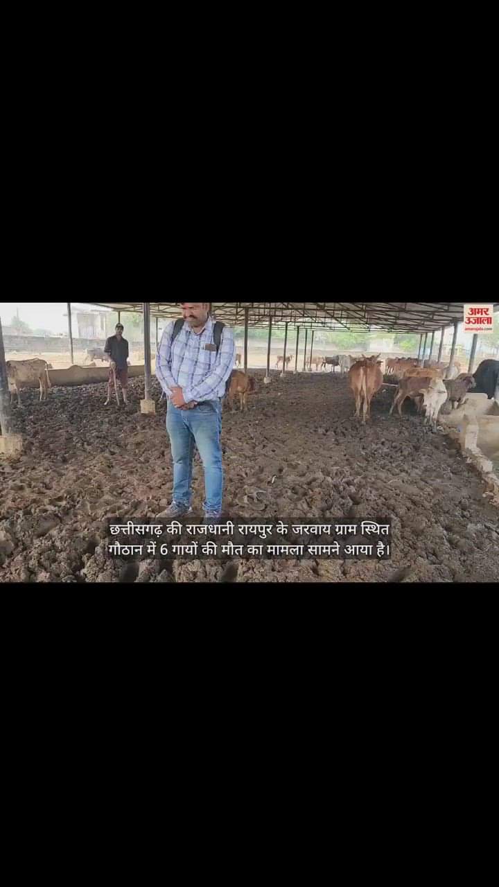 VIDEO : CG: 'भूख-प्यास से 6 गायों की मौत'; पूर्व मंत्री राजेश मूणत ने किया निरीक्षण, कहा- कांग्रेस नेता हैं गौठान के प्रबंधक