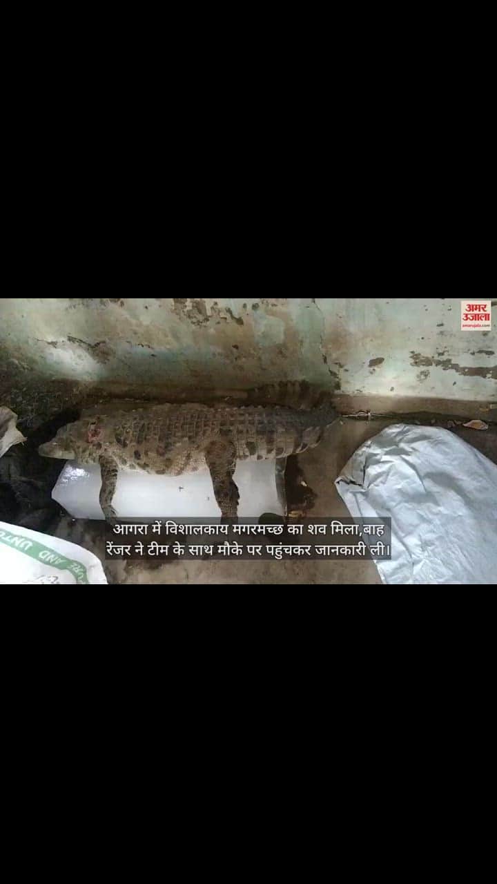 VIDEO : आगरा में विशालकाय मगरमच्छ का मिला शव, वन विभाग की टीम कर रही जांच