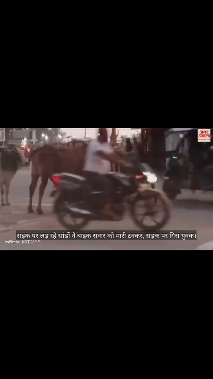 VIDEO : शाहजहांपुर में सड़क पर सांडों की लड़ाई, बुलेट सवार को मारी टक्कर, बाल-बाल बची जान