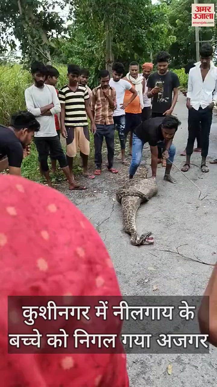 VIDEO : नीलगाय के बच्चे को निगल गया अजगर