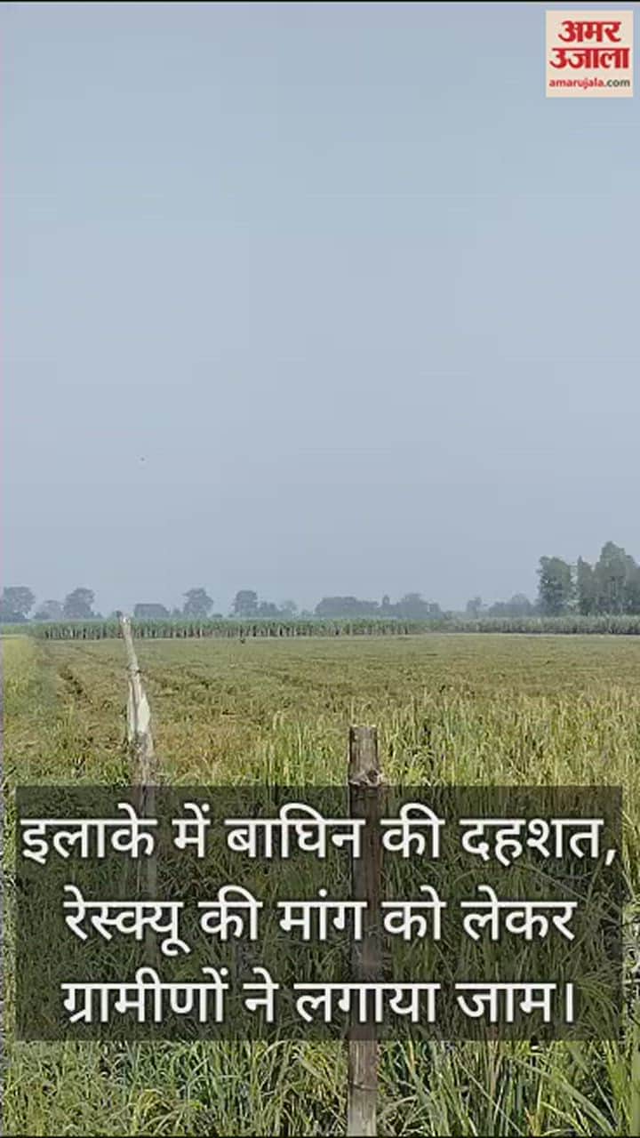 VIDEO : पीलीभीत के डगा गांव में गन्ने के खेत से निकली बाघिन ने मारा झपट्टा, बाल-बाल बचा ग्रामीण