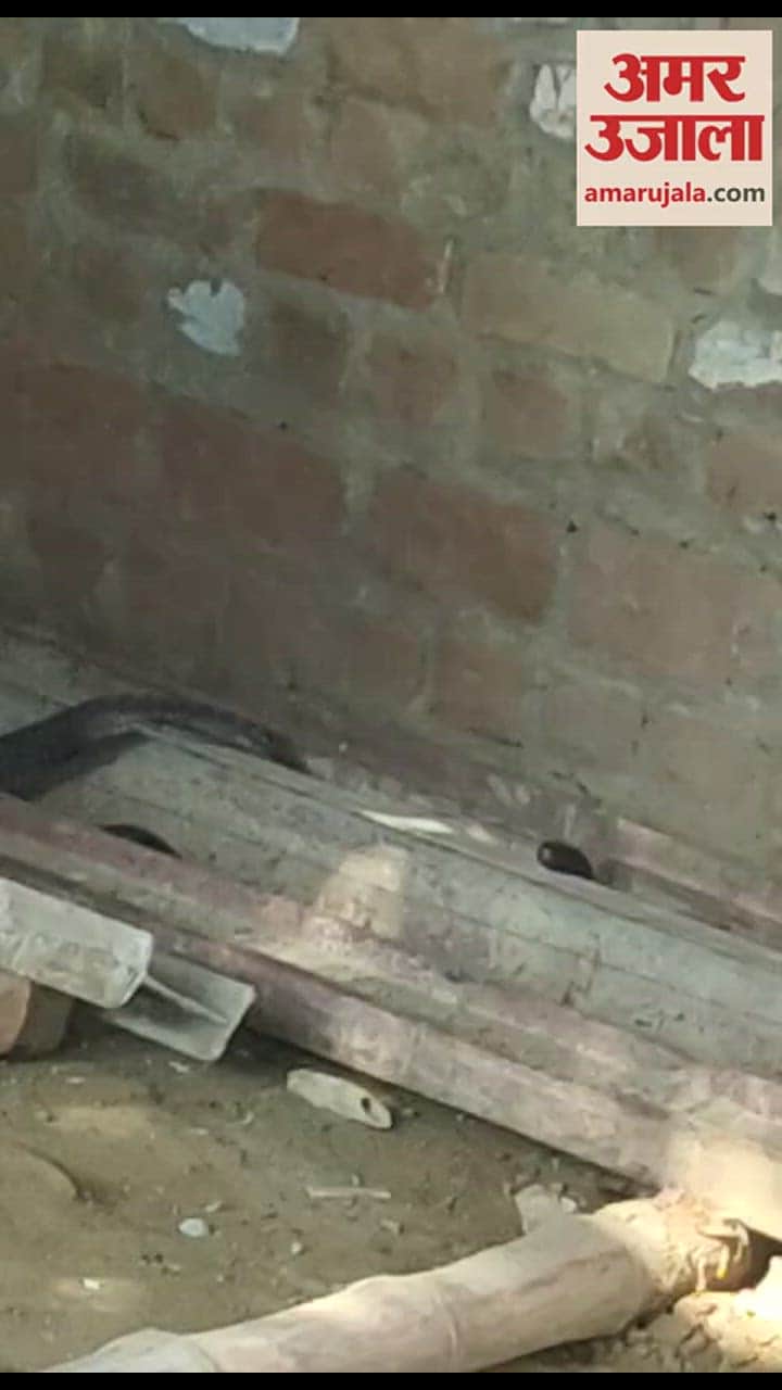 VIDEO : दुकान में था कोबरा, गाटर गिरने से हुआ घायल, अब उपचार के लिए दिल्ली भेजा गया