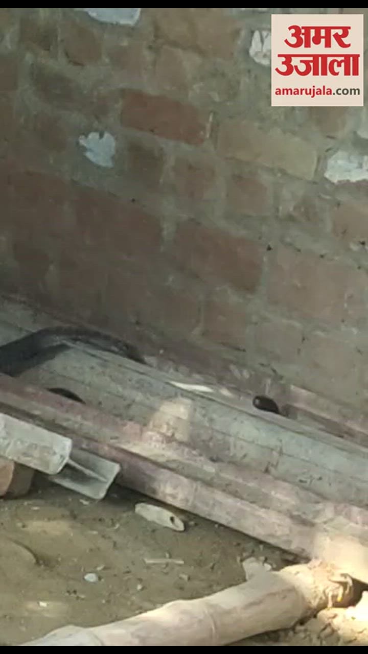 VIDEO : दुकान में था कोबरा, गाटर गिरने से हुआ घायल, अब उपचार के लिए दिल्ली भेजा गया
