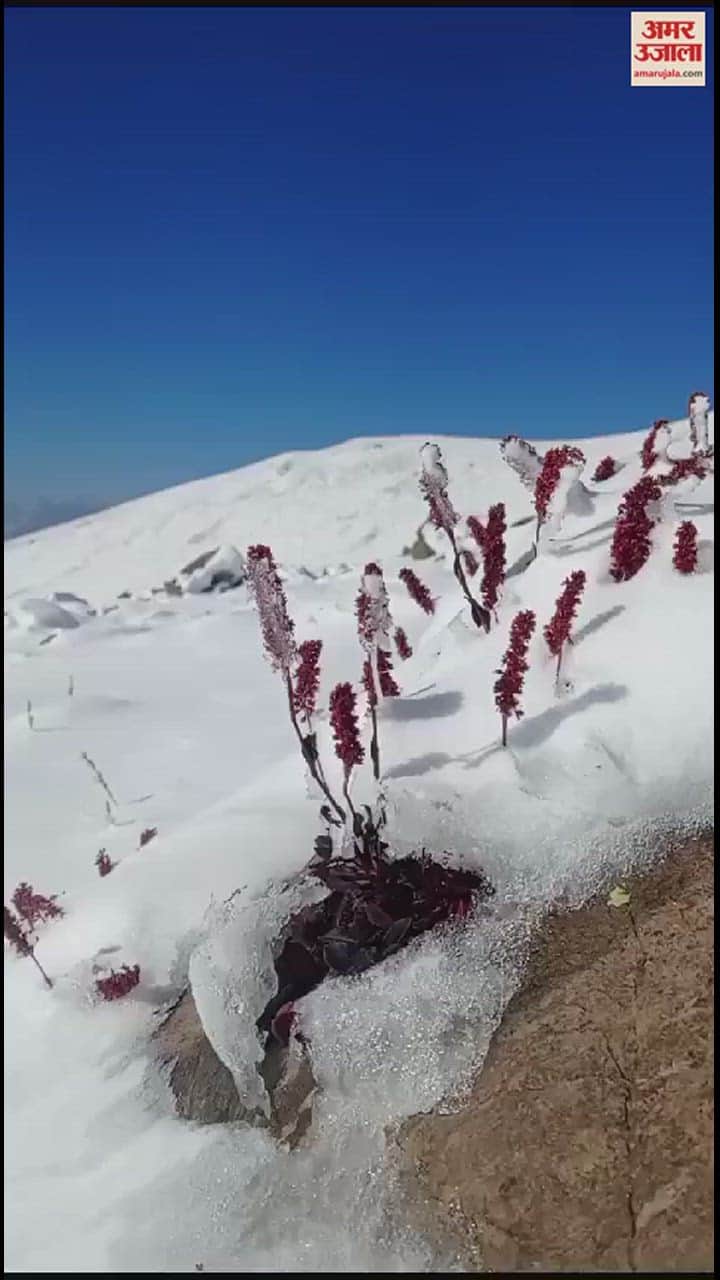 VIDEO : गुलमर्ग में बर्फबारी, जब धरती के स्वर्ग पर बिछी कुदरत की सफेद चादर