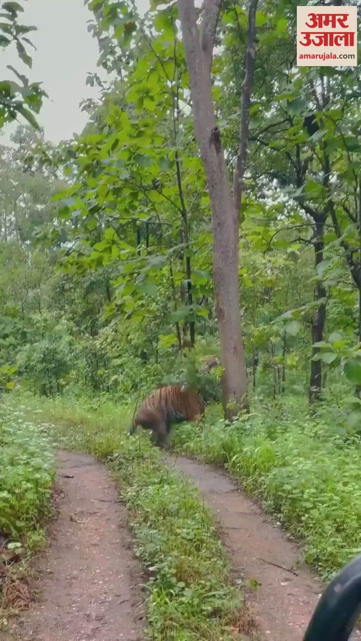 VIDEO : पेड़ से दुलार या फिर गुस्से का इजहार... पीलीभीत टाइगर रिजर्व के बाघ का ये वीडियो कर देगा रोमांचित