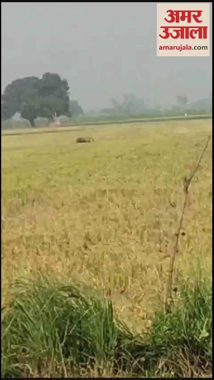 VIDEO : दुधवा टाइगर रिजर्व से निकलकर खेत में पहुंचा बाघ, मच गई भगदड़