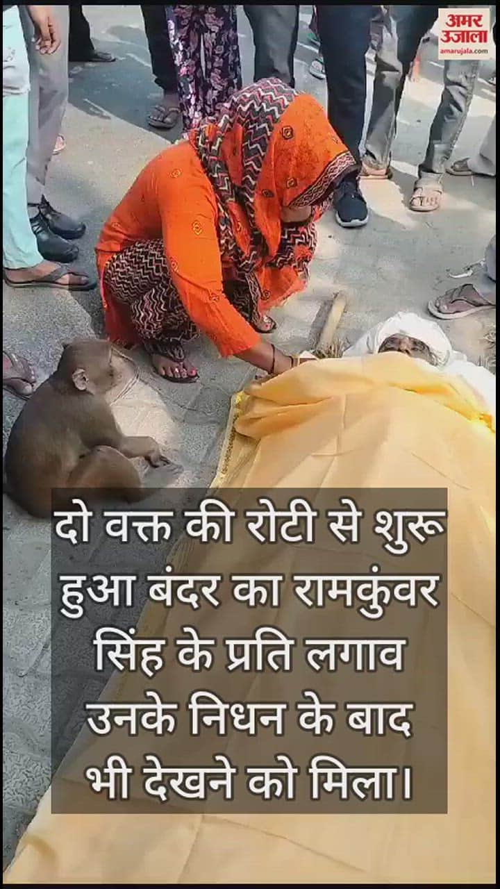 VIDEO : दो वक्त की रोटी देने वाले बुजुर्ग से बंदर का लगाव, सीने से लिपटकर दी अंतिम विदाई