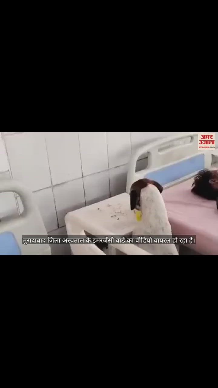 VIDEO : Video Viral: मरीज की टेबल पर रखा पानी पी गया कुत्ता, मुरादाबाद जिला अस्पताल का मामला