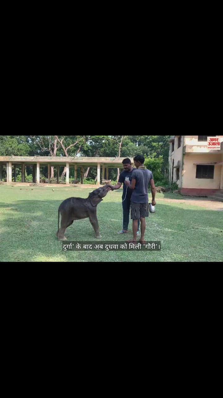 VIDEO : नवरात्र से पहले दुधवा टाइगर रिजर्व में आई 'गौरी', नन्हीं हथिनी का हुआ नामकरण