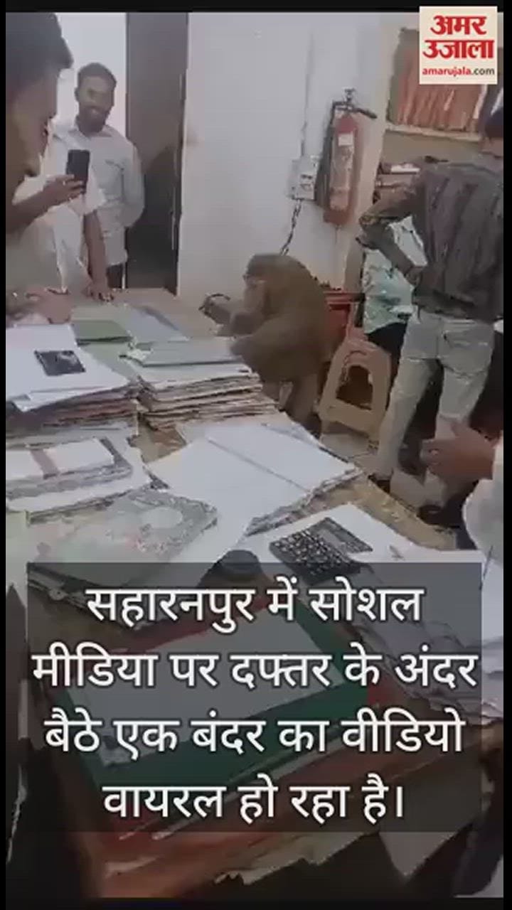 VIDEO : बाबू के सामने बैठ विभाग की फाइलें जांचने लगा बंदर, कर्मचारी और अधिकारी देख चौंके; केले से भी नहीं बनी बात