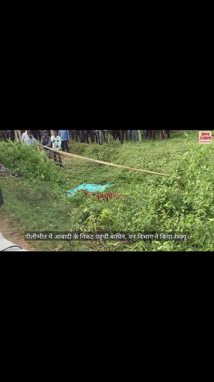 VIDEO : पीलीभीत में आबादी के निकट पहुंची बाघिन, गांव में फैली दहशत, वन विभाग ने किया रेस्क्यू