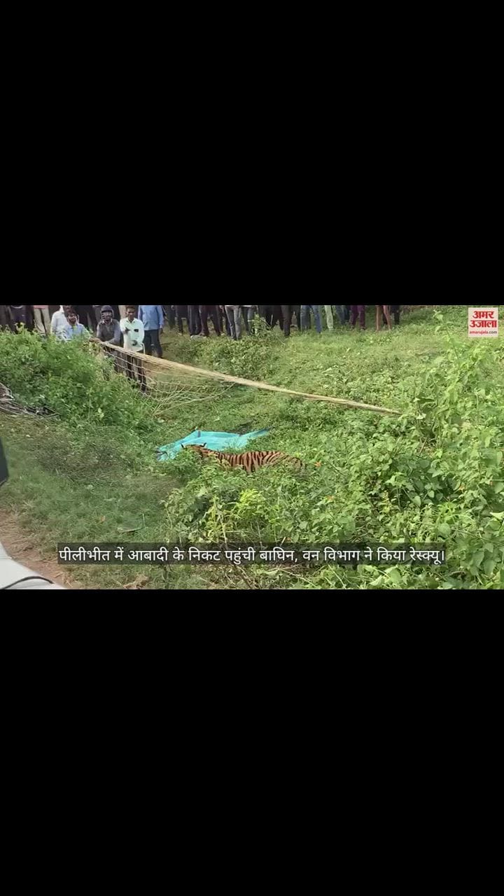 VIDEO : पीलीभीत में आबादी के निकट पहुंची बाघिन, गांव में फैली दहशत, वन विभाग ने किया रेस्क्यू