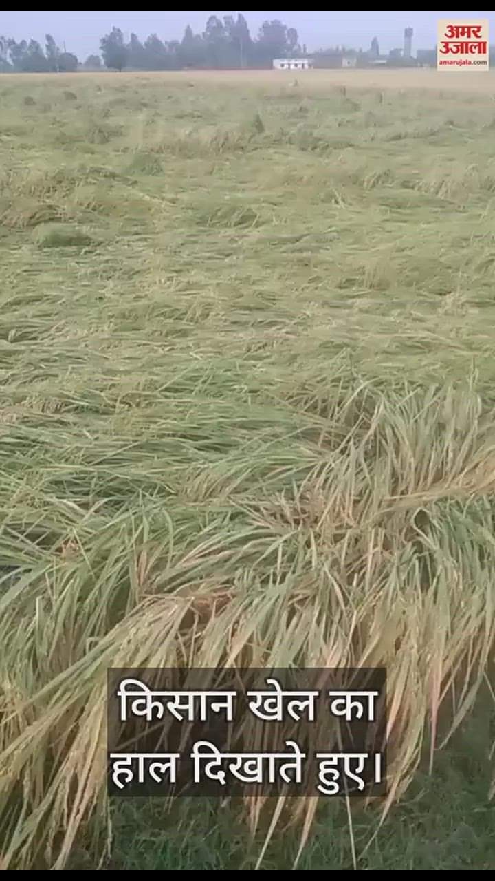 VIDEO : अंबाला में बारिश और ओलावृष्टि से खेतों में बिछी धान की फसल