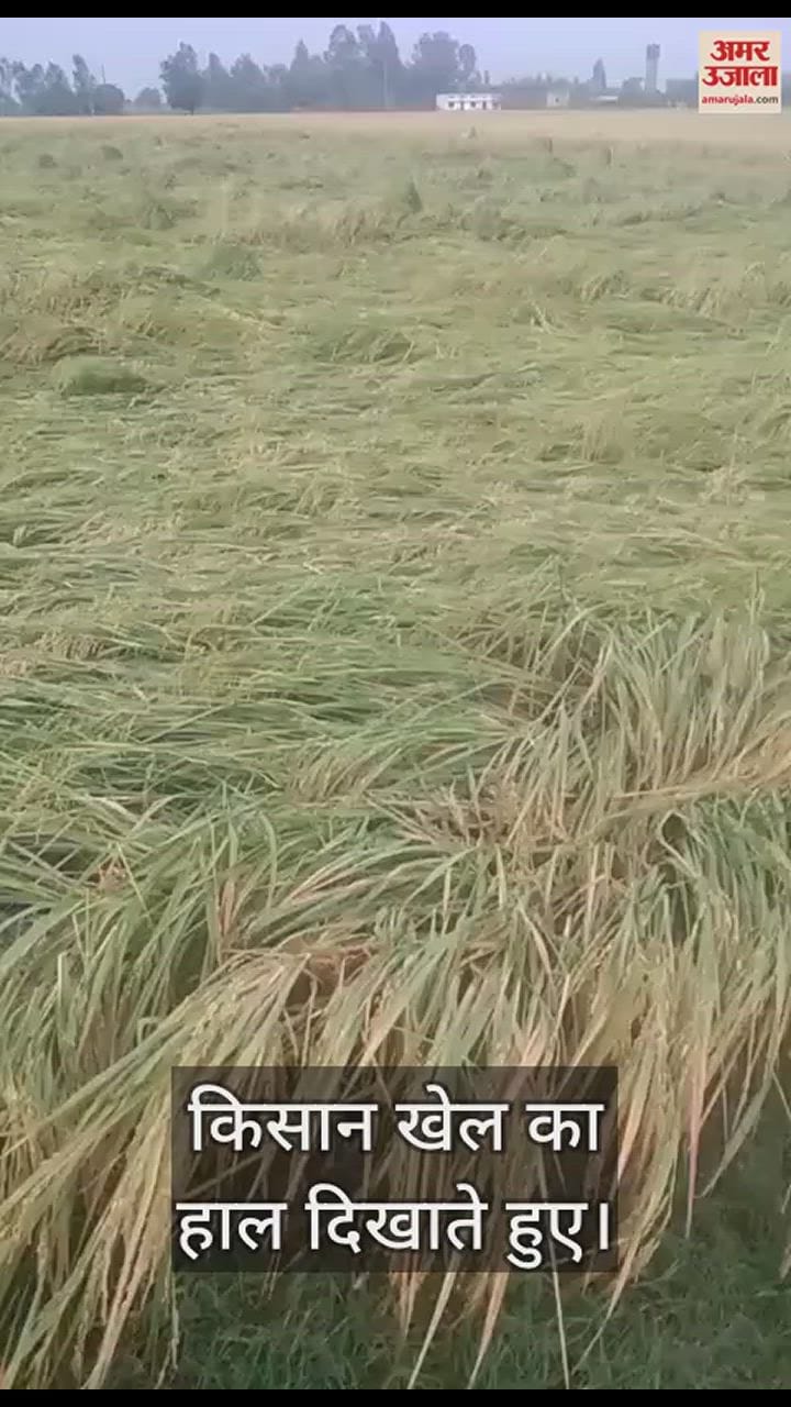 VIDEO : अंबाला में बारिश और ओलावृष्टि से खेतों में बिछी धान की फसल