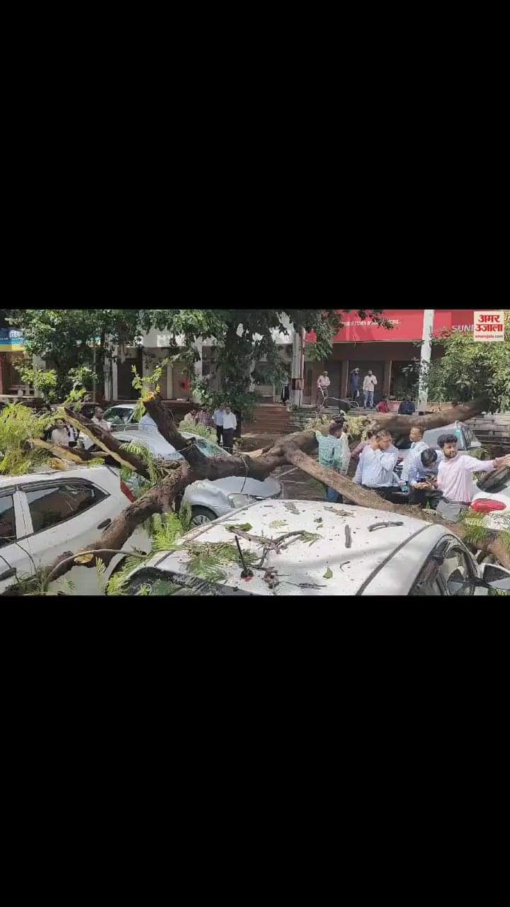 VIDEO : चंडीगढ़ में बारिश से गिरा पेड़, नीचे खड़ी आठ गाड़ियां क्षतिग्रस्त