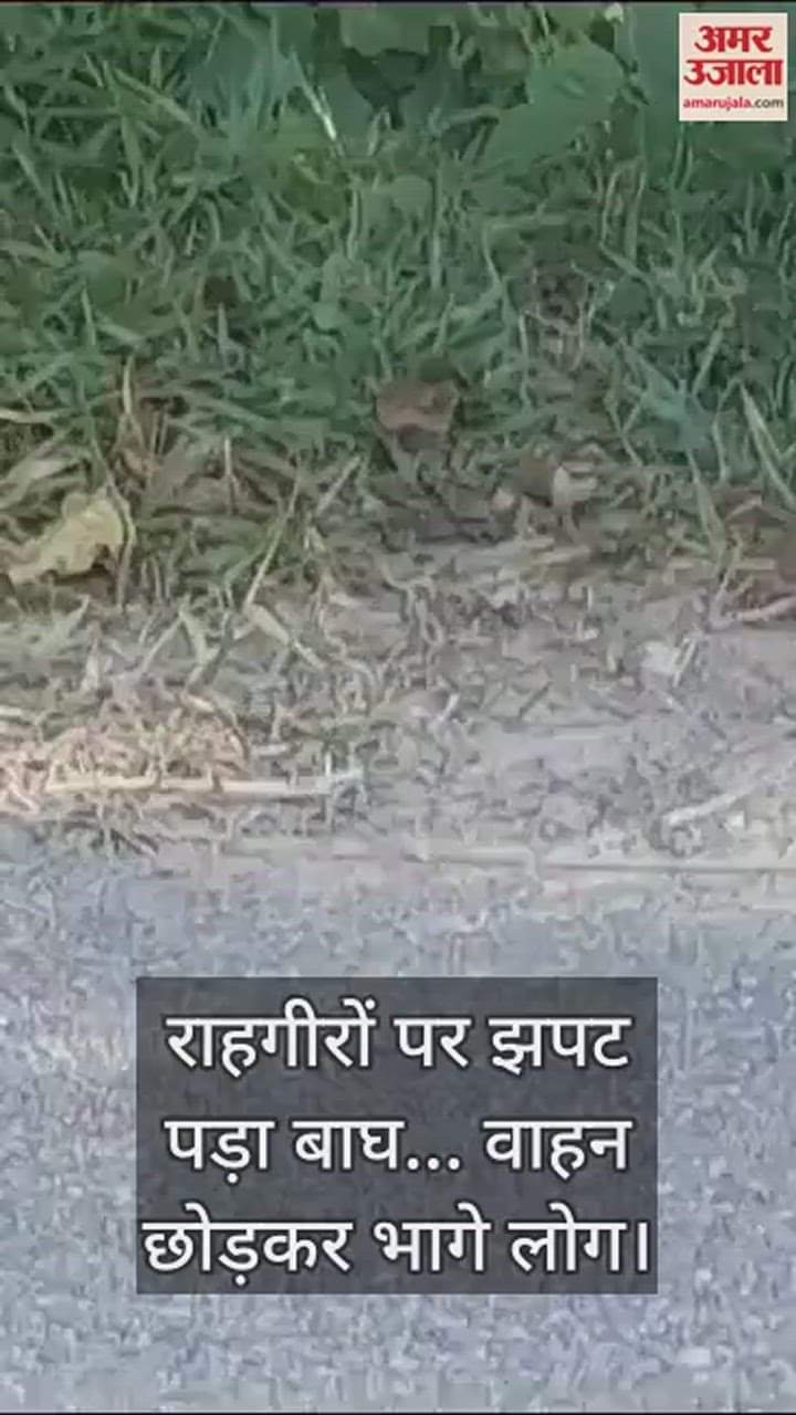 VIDEO : टाइगर ने मारा झपट्टा... सड़क पर वाहन छोड़कर भागे लोग