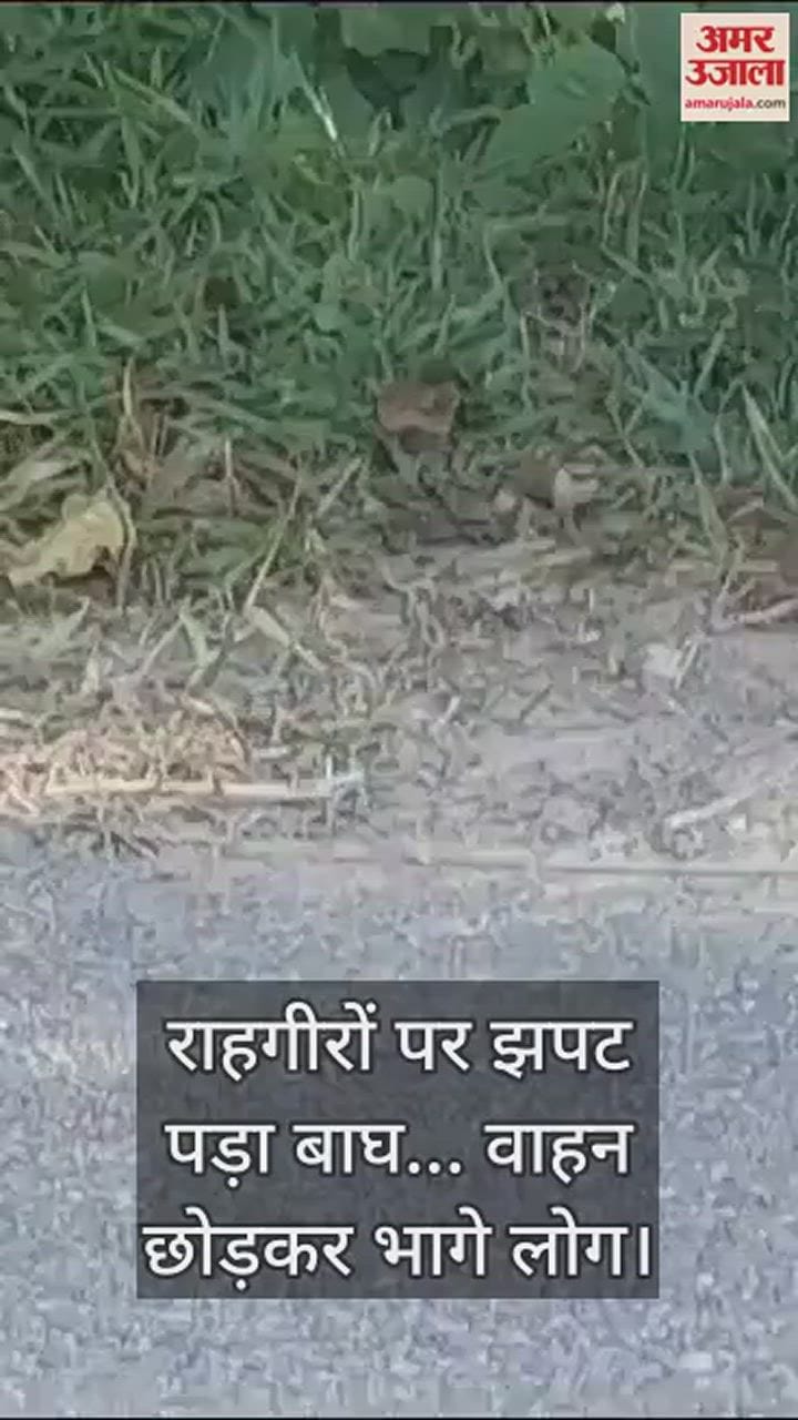 VIDEO : टाइगर ने मारा झपट्टा... सड़क पर वाहन छोड़कर भागे लोग