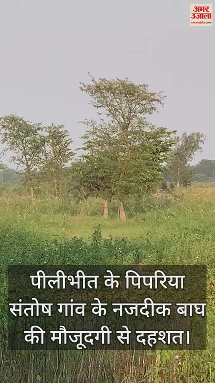 VIDEO : यह जंगल का नहीं आबादी का नजारा है... पेड़ पर कभी दीवार पर चढ़ता दिखा बाघ