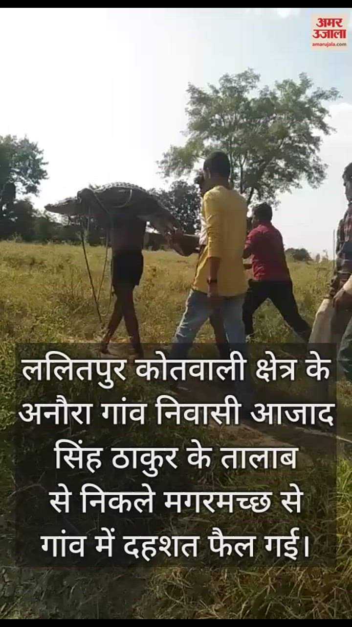 VIDEO : मगरमच्छ का मुंह बांधकर कंधे पर लादा, फिर 300 मीटर तक ले गया युवक