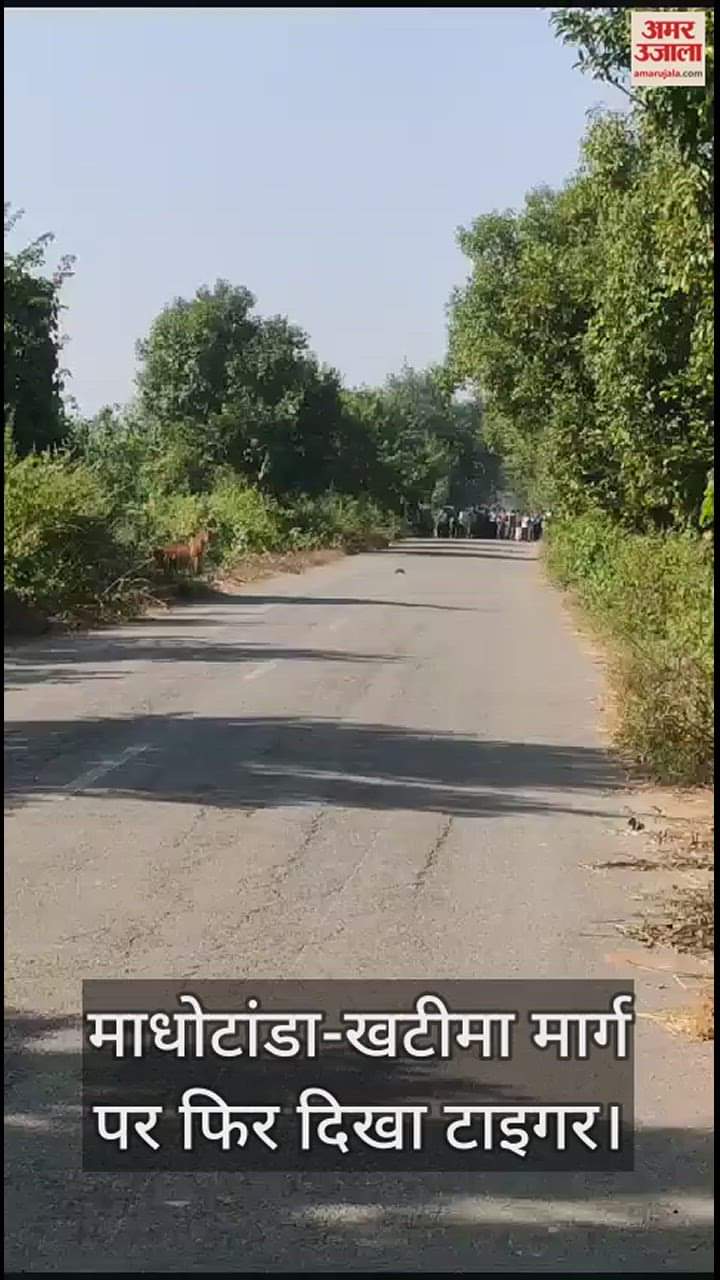 VIDEO : पीलीभीत में माधोटांडा-खटीमा मार्ग पर फिर दिखा टाइगर... दहशत में थम गए लोगों के कदम