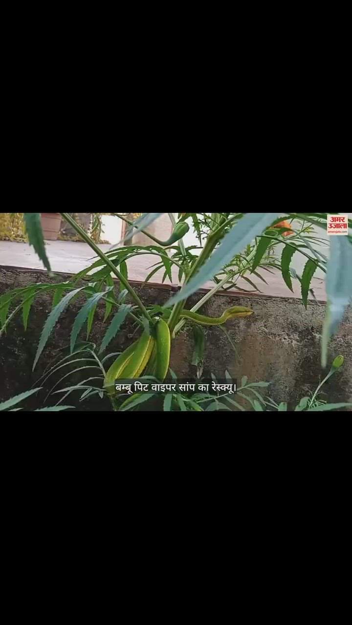 VIDEO : घर में दुर्लभ प्रजाति का सांप, देखना स्नेक मैन ने कैसे किया रेस्क्यू