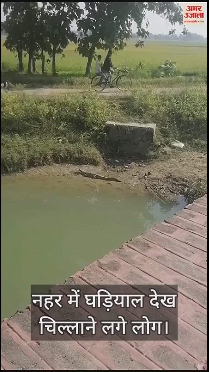 VIDEO : Crocodile seen in canal during idol immersion