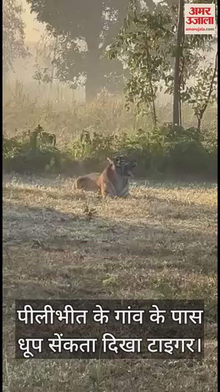 VIDEO : पीलीभीत के गांव के पास धूप सेंकता दिखा टाइगर, ग्रामीणों ने बनाया वीडियो