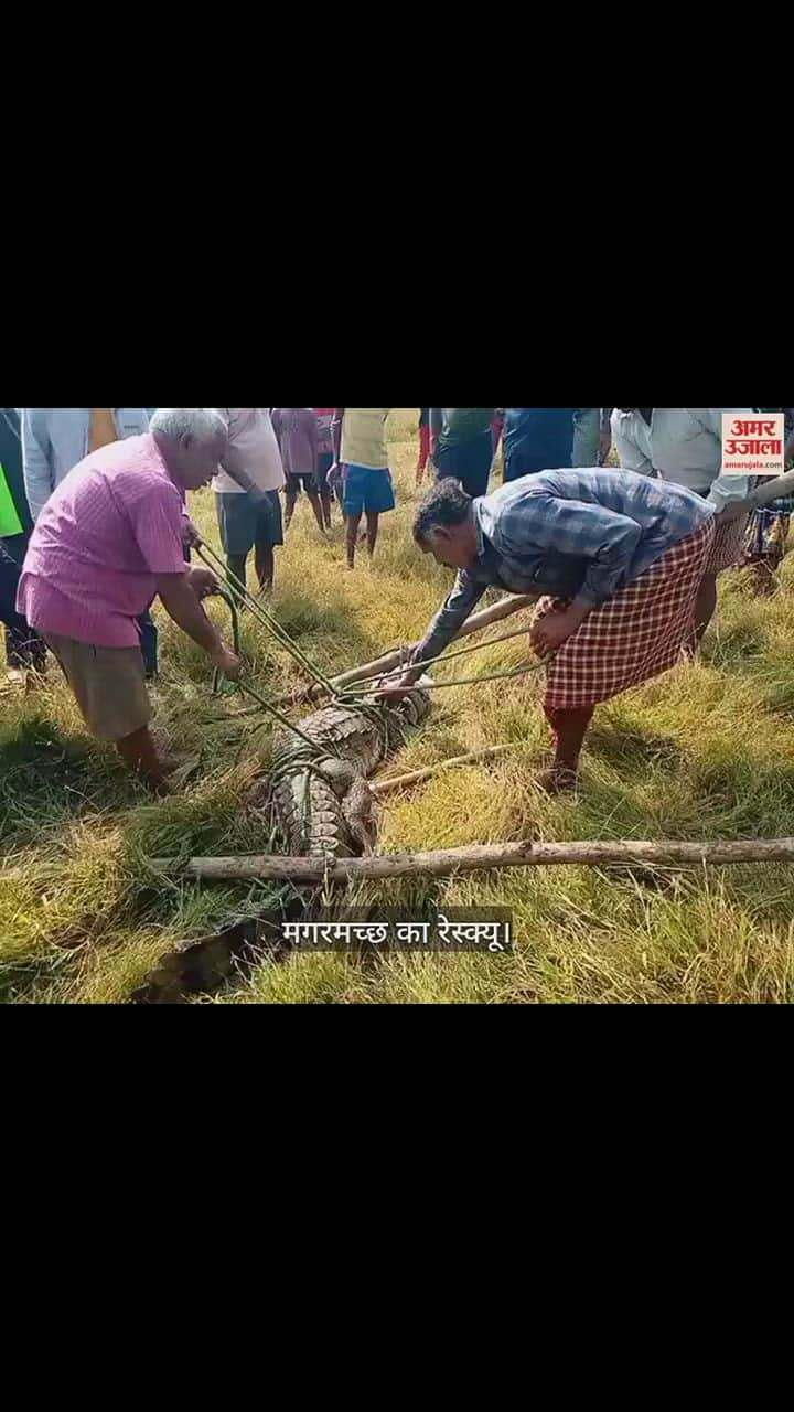 VIDEO : खेत में घूम रहा था  भारी भरकम मगरमच्छ, वन अमले ने रेस्क्यू कर खूंटाघाट जलाशय में छोड़ा
