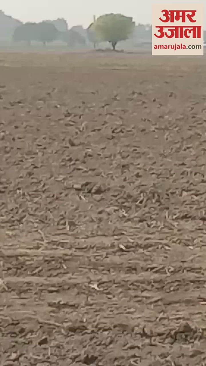 VIDEO : पीलीभीत में गांव के समीप खेतों पर काम रहे थे किसान, तभी अचानक आ गया टाइगर