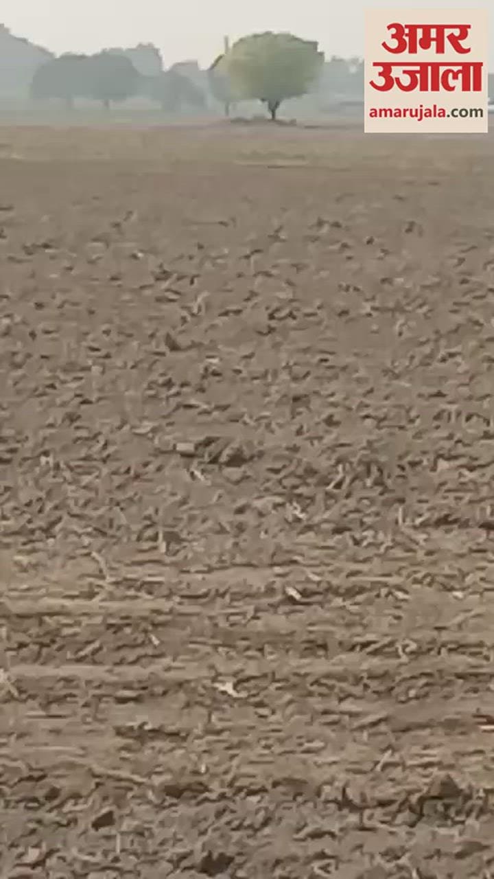 VIDEO : पीलीभीत में गांव के समीप खेतों पर काम रहे थे किसान, तभी अचानक आ गया टाइगर