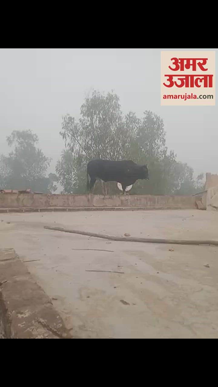 VIDEO : बरेली में पशुधन मंत्री के विधानसभा क्षेत्र में मकान की छत पर चढ़ा सांड, ऐसे उतारा गया नीचे