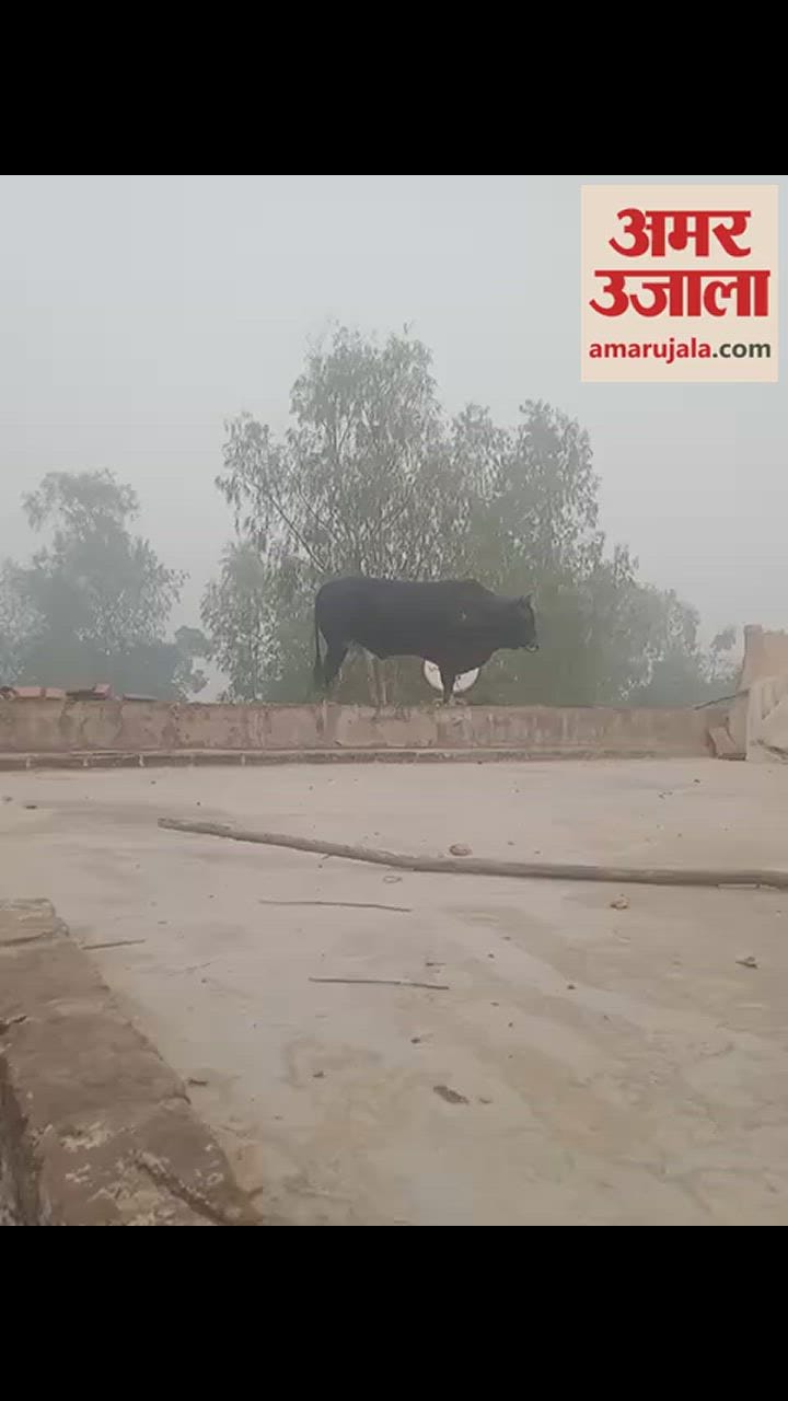 VIDEO : बरेली में पशुधन मंत्री के विधानसभा क्षेत्र में मकान की छत पर चढ़ा सांड, ऐसे उतारा गया नीचे