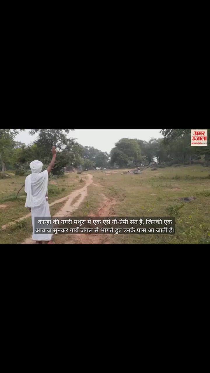 VIDEO : ऐसा गौ-प्रेमी न देखा होगा, जिसकी एक आवाज में भागते हुए आ जाती हैं गायें