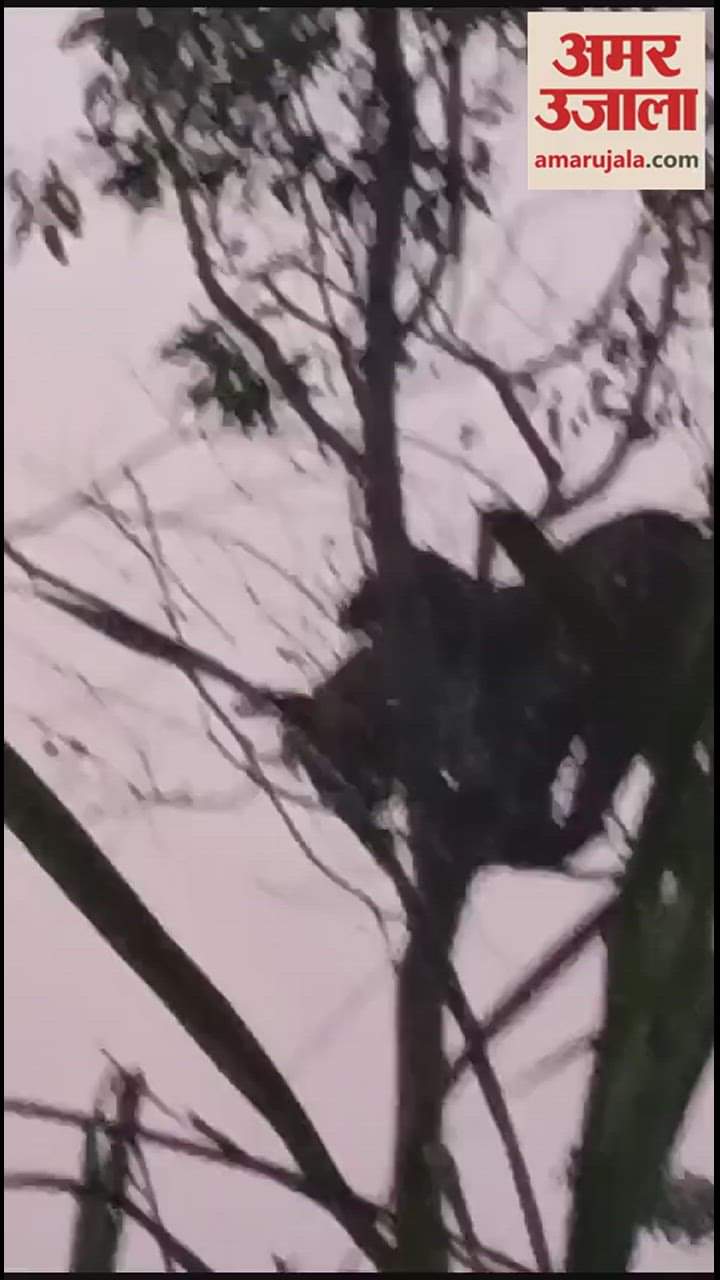 VIDEO : गजरौला में पेड़ पर चढ़े तेंदुए को देख ग्रामीणों के होश उड़े, वीडियो हो गया वायरल