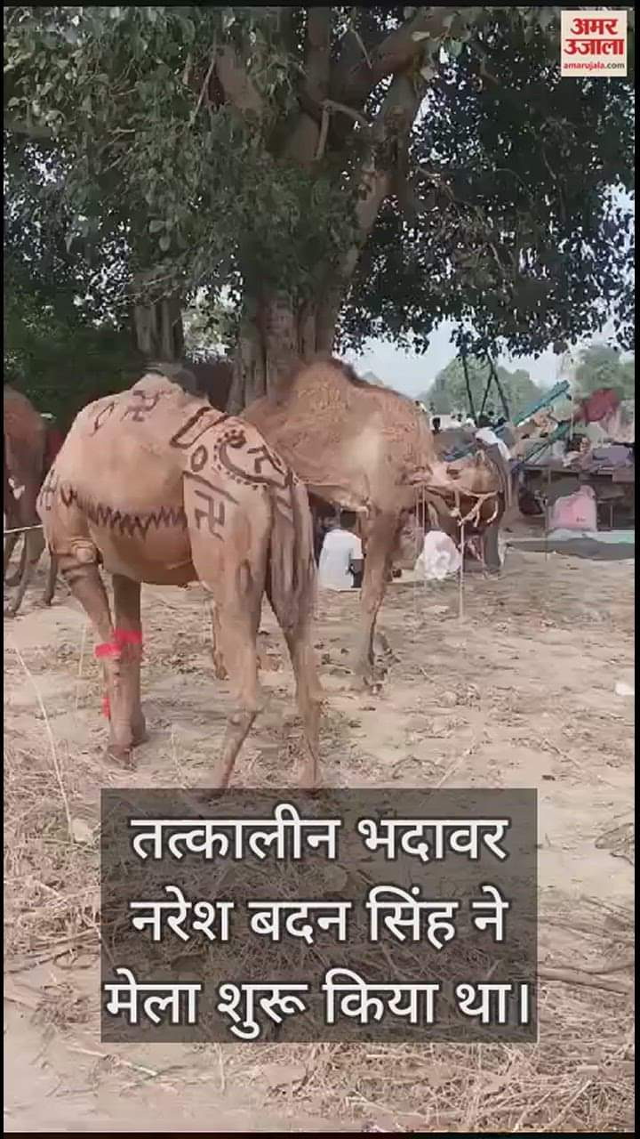 VIDEO : बटेश्वर मेला, दूर-दूर से बिकने आते हैं ऊंट