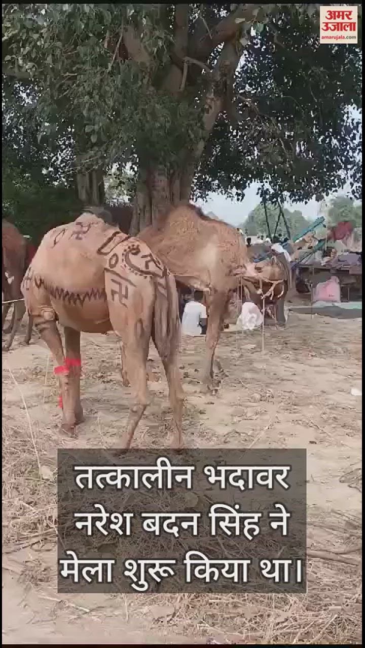 VIDEO : बटेश्वर मेला, दूर-दूर से बिकने आते हैं ऊंट