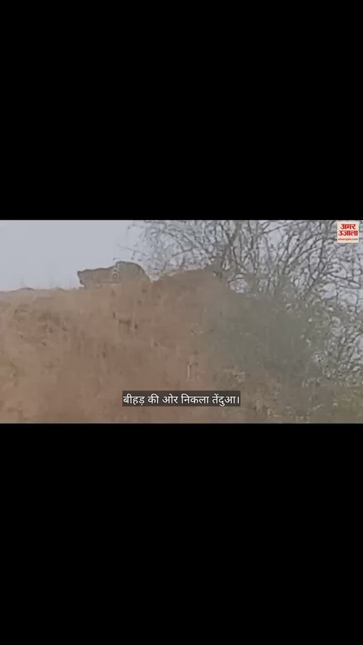 VIDEO : चंबल के टीले पर दिखा तेंदुआ, ग्रामीणों में दहशत; रेंजर ने दी ये हिदायत