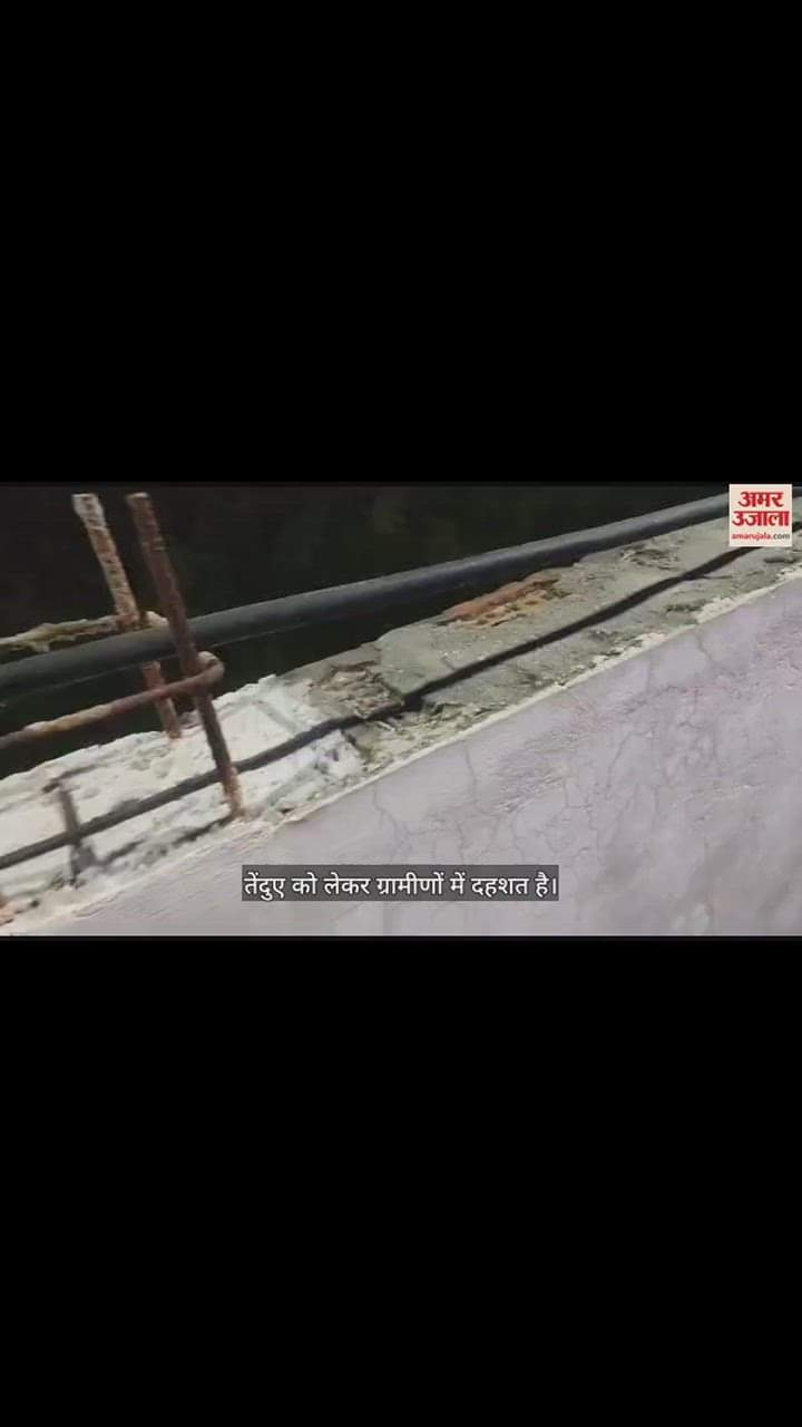 VIDEO : रात के सन्नाटे में शिकार की तलाश में घूम रहा तेंदुआ