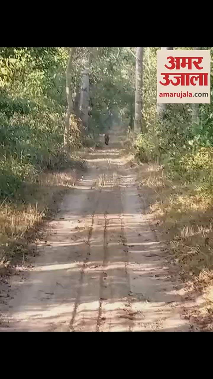 VIDEO : आगे-आगे टाइगर... पीछे-पीछे पर्यटकों की गाड़ी; यहां होती है प्रकृति के खूबसूरत नजारों के बीच रोमांच की सैर