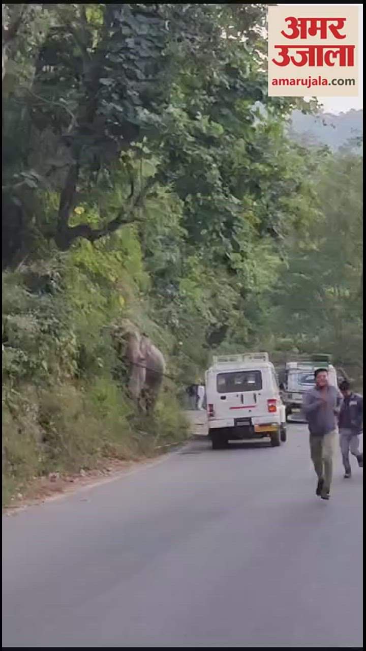 कोटद्वार पौड़ी हाईवे पर हाथी