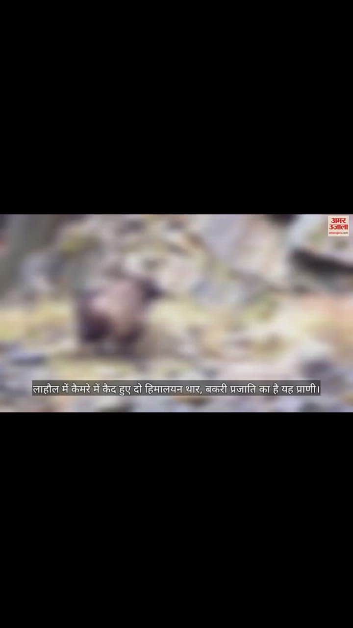 VIDEO : लाहौल में कैमरे में कैद हुए दो हिमालयन थार, बकरी प्रजाति का है यह प्राणी