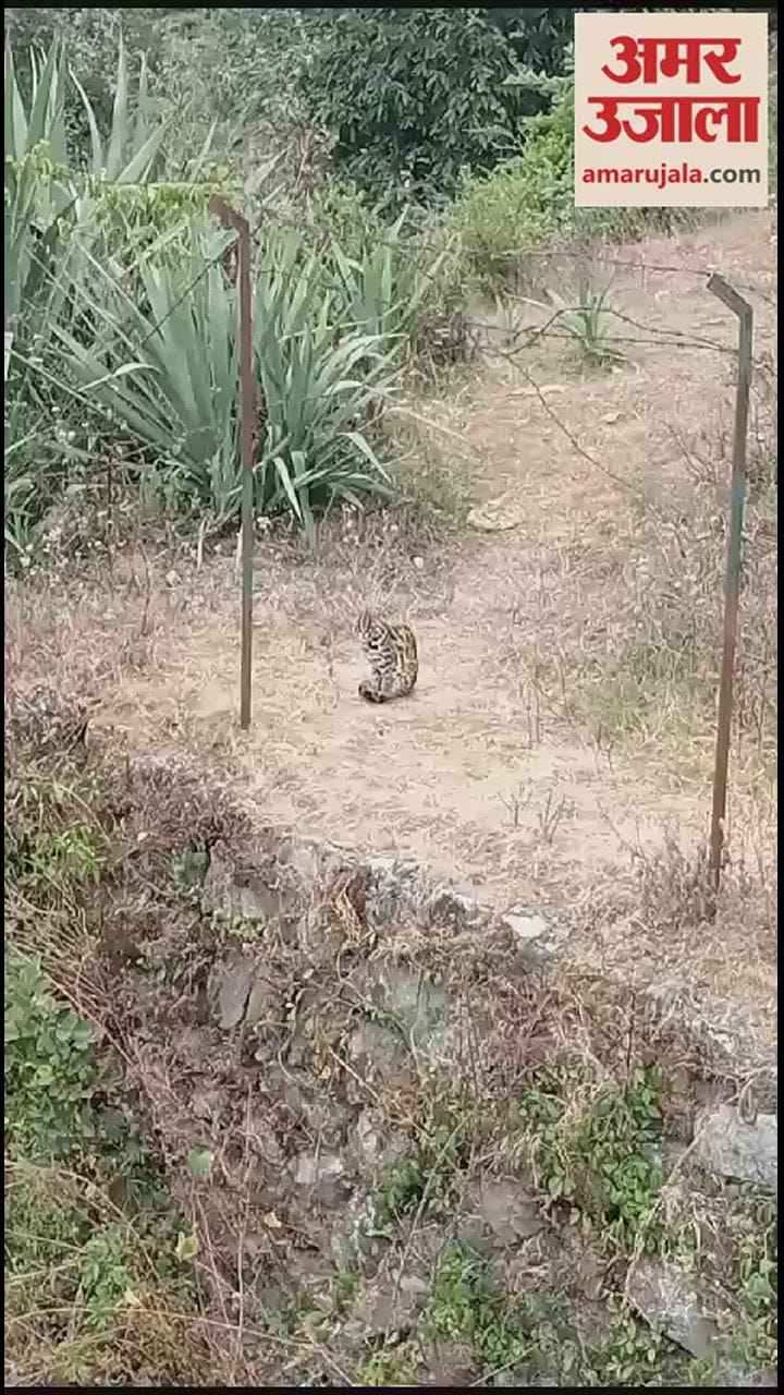 गुलदार