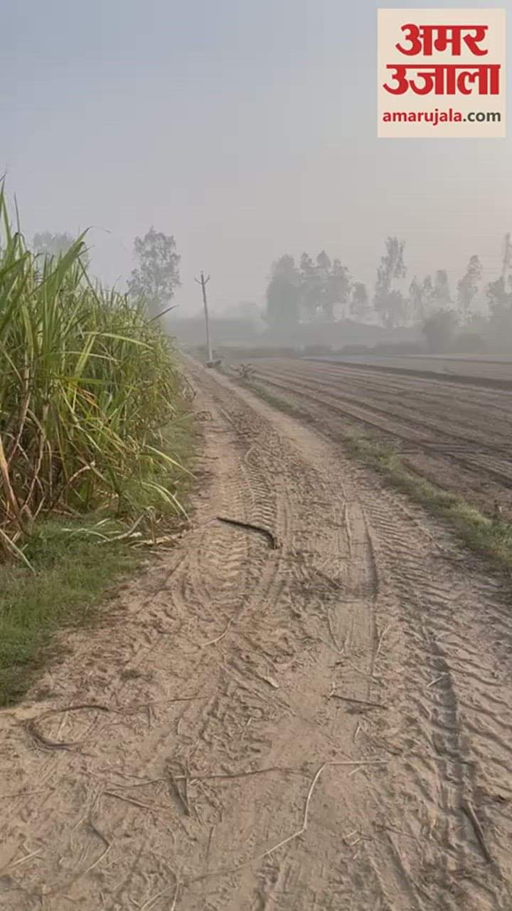 VIDEO : अमरोहा के बछरायूं में किसानों के सामने अचानक आ गया तेंदुआ, उड़ गए होश