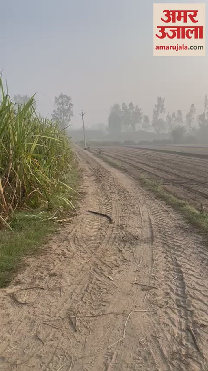 VIDEO : अमरोहा के बछरायूं में किसानों के सामने अचानक आ गया तेंदुआ, उड़ गए होश