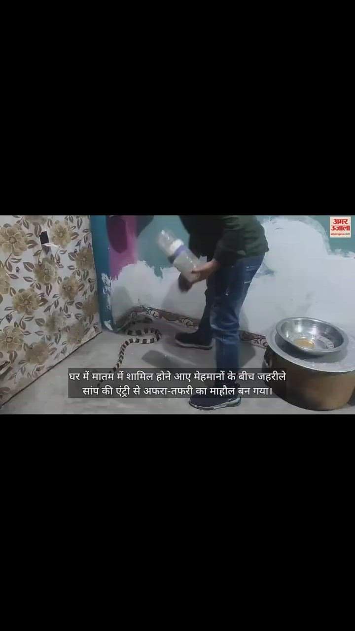 VIDEO : मातम के बीच घर में घुसा जहरीला सांप, अफरा-तफरी का बना माहौल, सर्पमित्रों ने किया रेस्क्यू