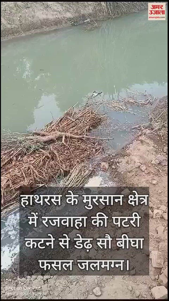 VIDEO : हाथरस के मुरसान क्षेत्र में रजवाहा की पटरी कटने से डेढ़ सौ बीघा फसल जलमग्न